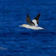 Morus serrator (Australasian Gannet) at Undefined - 19 Jun 2017 by CharlesDove