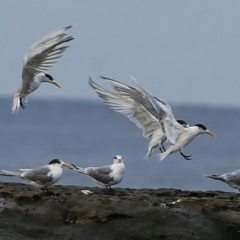 Thalasseus bergii (Crested Tern) at Undefined - 19 Jun 2017 by Charles Dove