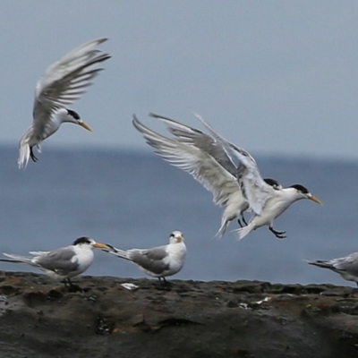 Thalasseus bergii (Crested Tern) at Undefined - 20 Jun 2017 by Charles Dove