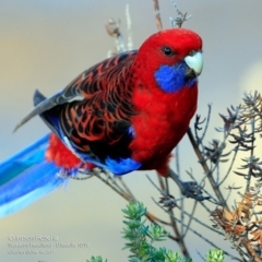 Platycercus elegans (Crimson Rosella) at Coomee Nulunga Cultural Walking Track - 19 Jun 2017 by CharlesDove