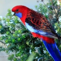 Platycercus elegans at Ulladulla, NSW - 19 Jun 2017