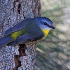 Eopsaltria australis (Eastern Yellow Robin) at Burrill Lake, NSW - 21 Jun 2017 by Charles Dove