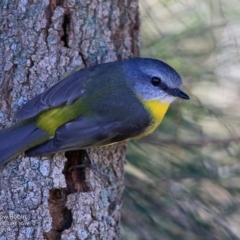 Eopsaltria australis (Eastern Yellow Robin) at Burrill Lake, NSW - 22 Jun 2017 by CharlesDove