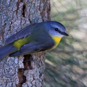 Eopsaltria australis at Burrill Lake, NSW - 22 Jun 2017