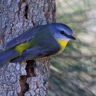 Eopsaltria australis (Eastern Yellow Robin) at Wairo Beach and Dolphin Point - 22 Jun 2017 by CharlesDove