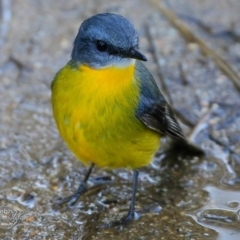 Eopsaltria australis (Eastern Yellow Robin) at Coomee Nulunga Cultural Walking Track - 19 Jun 2017 by Charles Dove