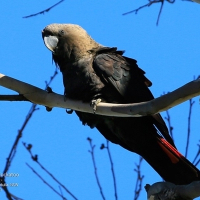 Calyptorhynchus lathami lathami (Glossy Black-Cockatoo) at Undefined - 22 Jun 2017 by Charles Dove