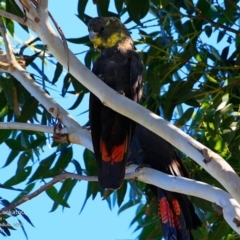 Calyptorhynchus lathami lathami at undefined - 23 Jun 2017