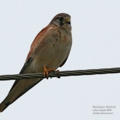 Falco cenchroides (Nankeen Kestrel) at Undefined - 18 Jun 2017 by CharlesDove