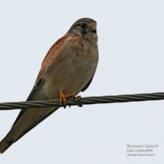 Falco cenchroides (Nankeen Kestrel) at Undefined - 17 Jun 2017 by Charles Dove