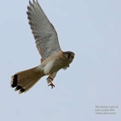 Falco cenchroides at undefined - 18 Jun 2017 12:00 AM