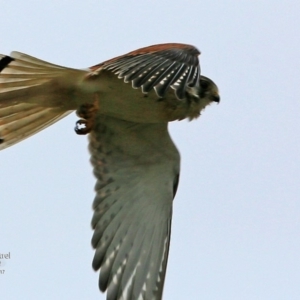 Falco cenchroides at undefined - 18 Jun 2017 12:00 AM