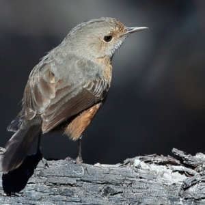 Origma solitaria at Morton National Park - suppressed