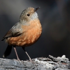 Origma solitaria at Morton National Park - suppressed