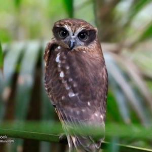 Ninox boobook at Milton Rainforest - 25 Jun 2017 12:00 AM