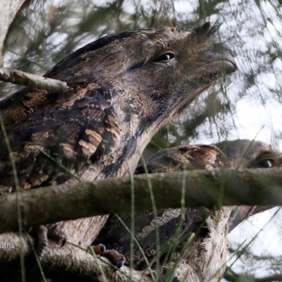 Podargus strigoides (Tawny Frogmouth) at Undefined - 20 Jun 2017 by Charles Dove