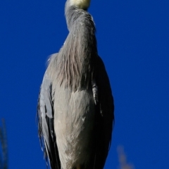 Egretta novaehollandiae (White-faced Heron) at Burrill Lake, NSW - 24 Jun 2017 by Charles Dove