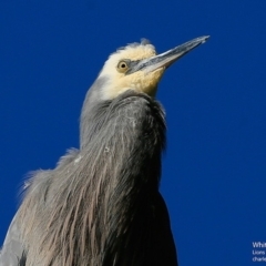 Egretta novaehollandiae at Burrill Lake, NSW - 24 Jun 2017