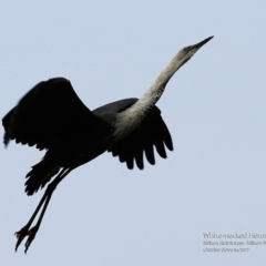 Ardea pacifica (White-necked Heron) at Milton Rainforest Walking Track - 23 Jun 2017 by CharlesDove