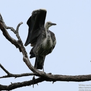 Ardea pacifica at Milton Rainforest Bushcare - 23 Jun 2017