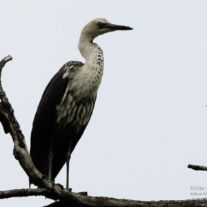 Ardea pacifica at Milton Rainforest Bushcare - 23 Jun 2017 12:00 AM