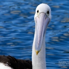 Pelecanus conspicillatus (Australian Pelican) at Burrill Lake, NSW - 15 Jun 2017 by Charles Dove