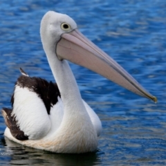 Pelecanus conspicillatus at Burrill Lake, NSW - 16 Jun 2017 12:00 AM