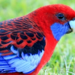 Platycercus elegans (Crimson Rosella) at Undefined - 11 Jun 2017 by Charles Dove