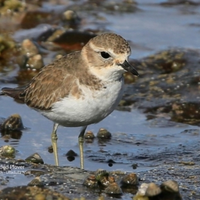 Anarhynchus bicinctus (Double-banded Plover) at South Pacific Heathland Reserve - 14 Jun 2017 by Charles Dove