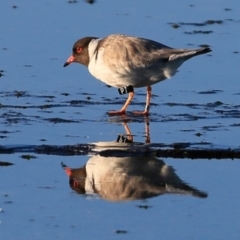 Charadrius rubricollis (Hooded Plover) at South Pacific Heathland Reserve - 20 Jun 2017 by Charles Dove