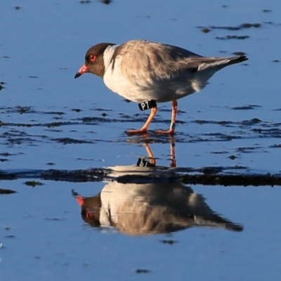 Charadrius rubricollis (Hooded Plover) at South Pacific Heathland Reserve - 19 Jun 2017 by Charles Dove