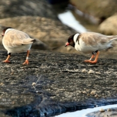 Charadrius rubricollis at suppressed - suppressed