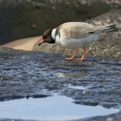 Charadrius rubricollis at suppressed - 20 Jun 2017