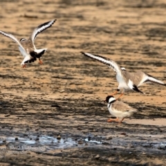 Charadrius rubricollis at suppressed - 20 Jun 2017