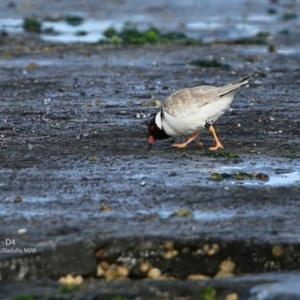 Charadrius rubricollis at suppressed - 20 Jun 2017