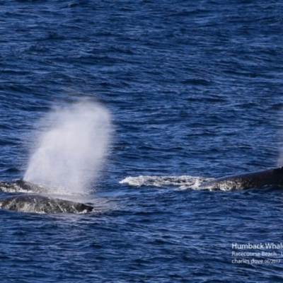 Megaptera novaeangliae (Humpback Whale) at Undefined - 13 Jun 2017 by Charles Dove