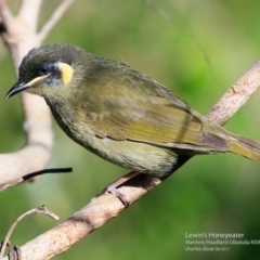 Meliphaga lewinii (Lewin's Honeyeater) at Ulladulla - Warden Head Bushcare - 14 Jun 2017 by CharlesDove