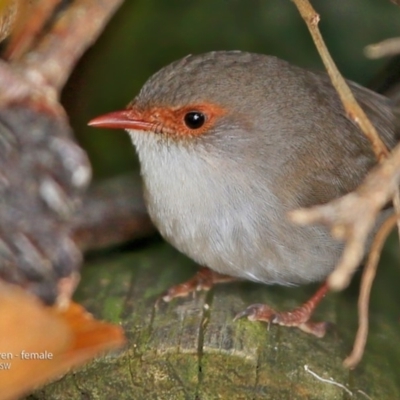 Malurus cyaneus (Superb Fairywren) at Undefined - 11 Jun 2017 by Charles Dove