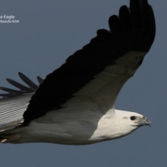 Haliaeetus leucogaster (White-bellied Sea-Eagle) at Ulladulla, NSW - 15 Jun 2017 by CharlesDove