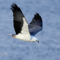 Haliaeetus leucogaster at Ulladulla, NSW - 15 Jun 2017 12:00 AM