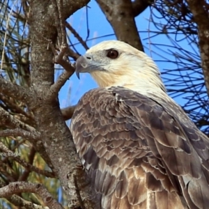 Haliaeetus leucogaster at undefined - 11 Jun 2017