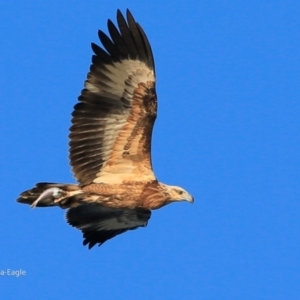 Haliaeetus leucogaster at undefined - 11 Jun 2017