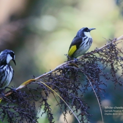 Phylidonyris niger (White-cheeked Honeyeater) at Garrads Reserve Narrawallee - 11 Jun 2017 by Charles Dove