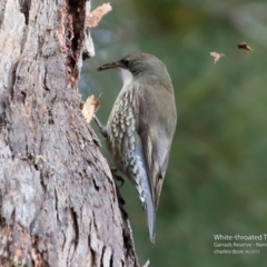 Cormobates leucophaea (White-throated Treecreeper) at Narrawallee Foreshore and Reserves Bushcare Group - 10 Jun 2017 by Charles Dove