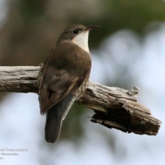 Cormobates leucophaea at Garrads Reserve Narrawallee - 11 Jun 2017