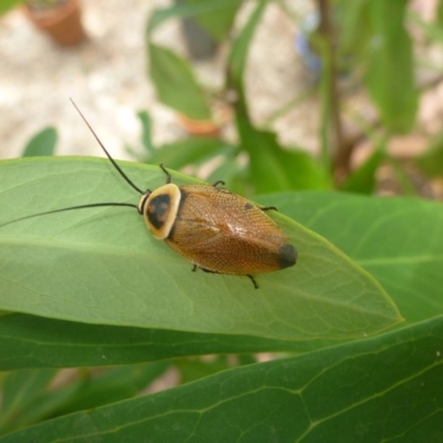 Ellipsidion australe (Austral Ellipsidion cockroach) at Aranda, ACT - 3 Feb 2013 by JanetRussell