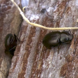 Adelium brevicorne at Acton, ACT - 30 May 2018 02:09 PM