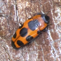 Episcaphula australis (Fungus beetle) at Lake Burley Griffin West - 30 May 2018 by jbromilow50