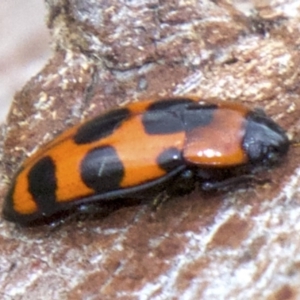 Episcaphula australis at Acton, ACT - 30 May 2018