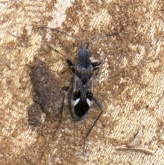 Dieuches sp. (genus) (Black and White Seed Bug) at Lake Burley Griffin West - 30 May 2018 by jb2602